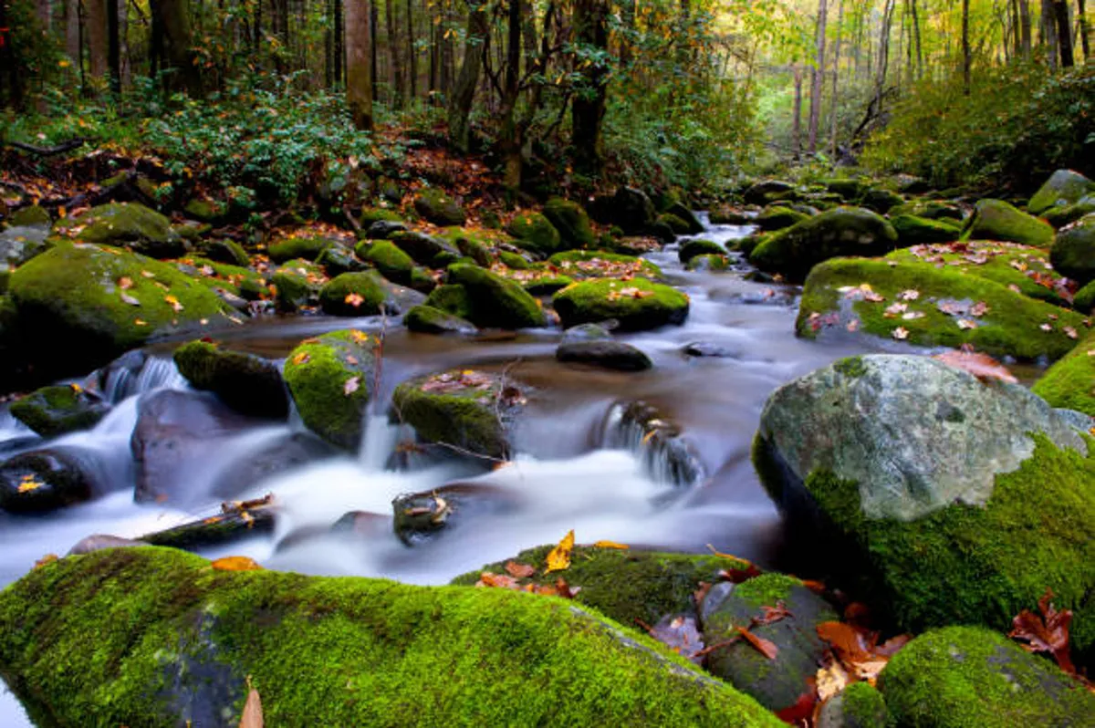 A peaceful, tree-lined creek gently flows over mossy rocks, surrounded by dense forest. The scene invites exploration, with cool water, hidden wildlife, and opportunities for photography or quiet reflection.